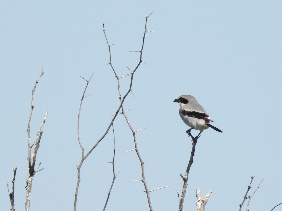 Loggerhead Shrike - ML615520105