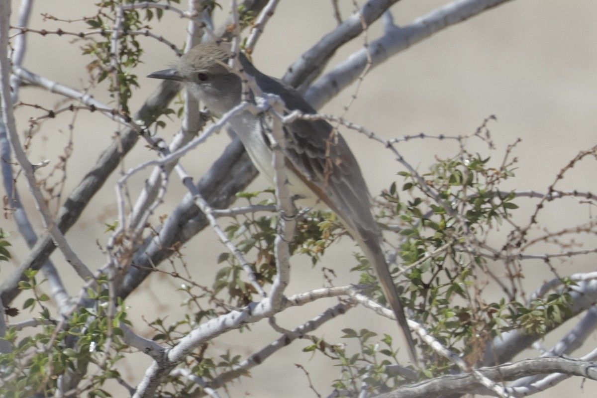 Ash-throated Flycatcher - ML615520131