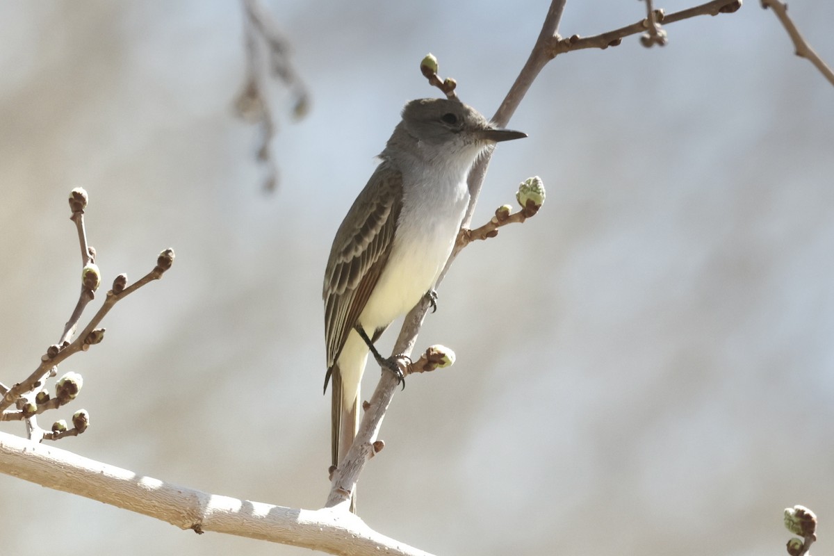 Ash-throated Flycatcher - ML615520132