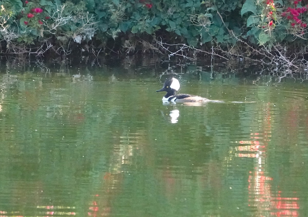 Hooded Merganser - ML615520163