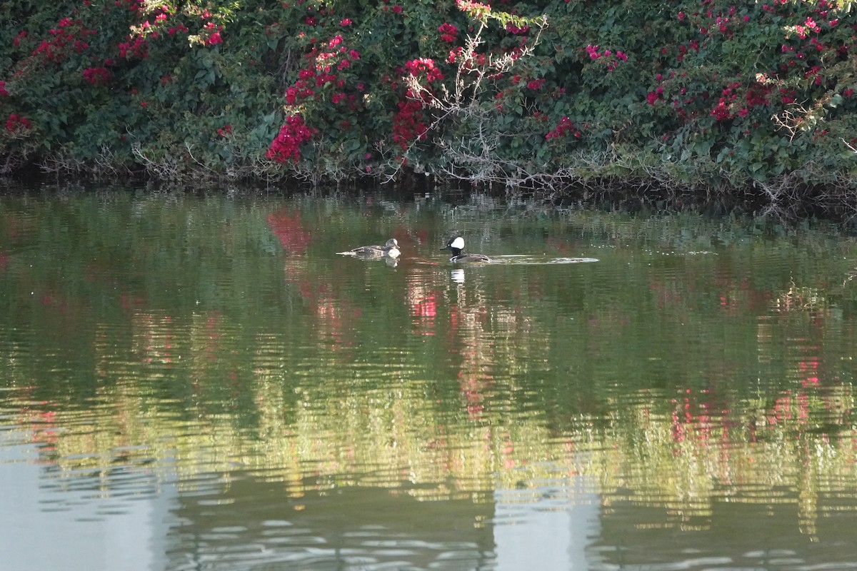 Hooded Merganser - ML615520165