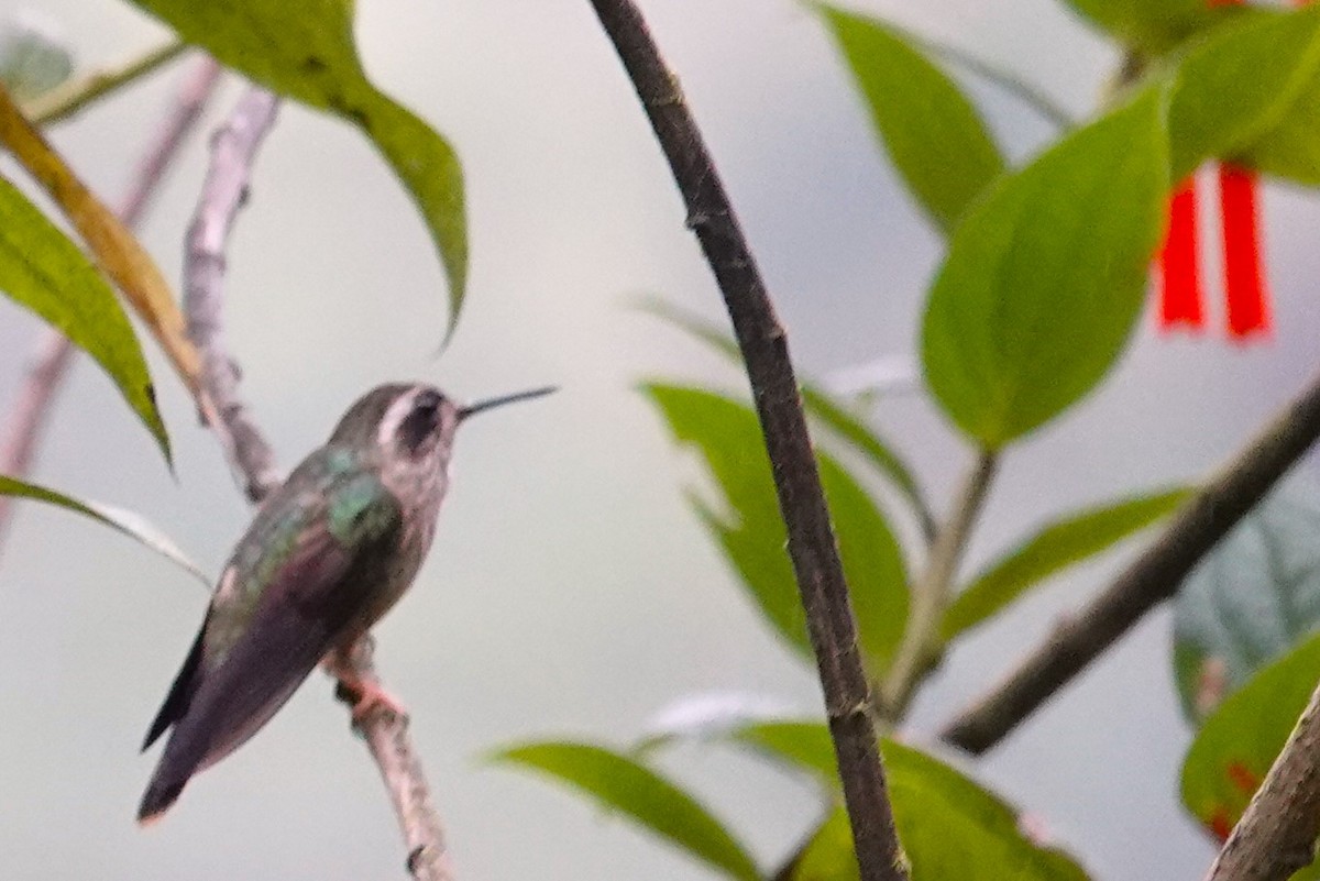 Speckled Hummingbird - ML615520173