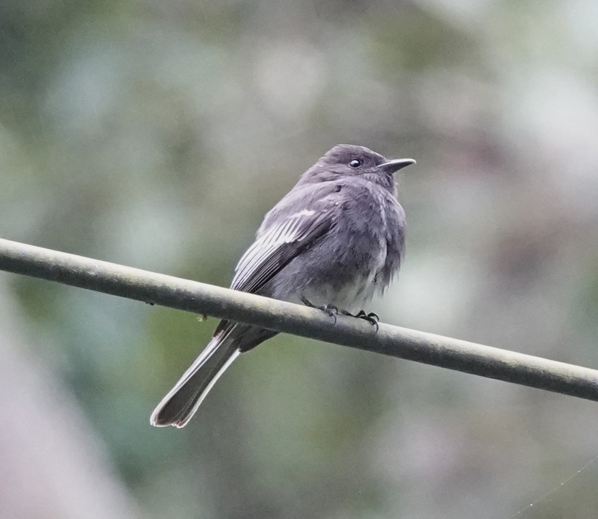 Black Phoebe - ML615520185