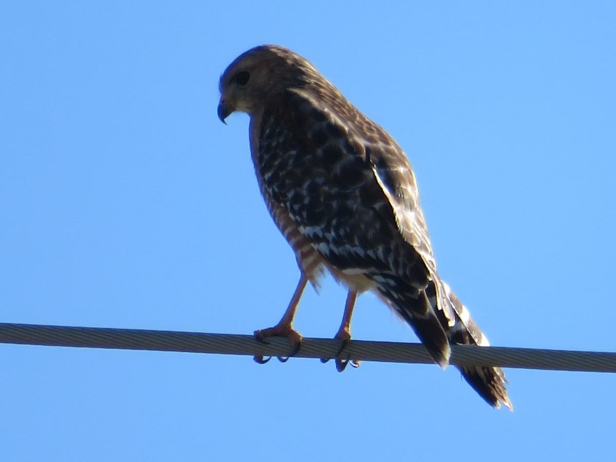 Red-shouldered Hawk - ML615520196