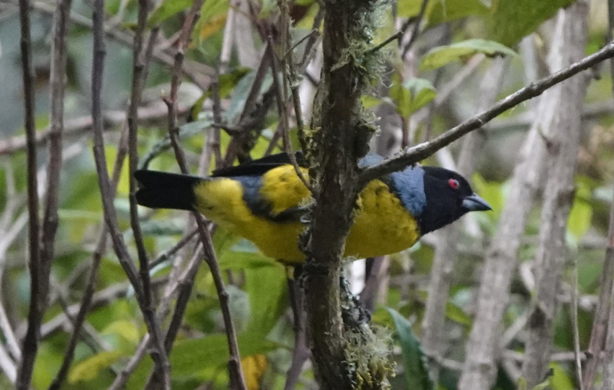 Hooded Mountain Tanager - ML615520197