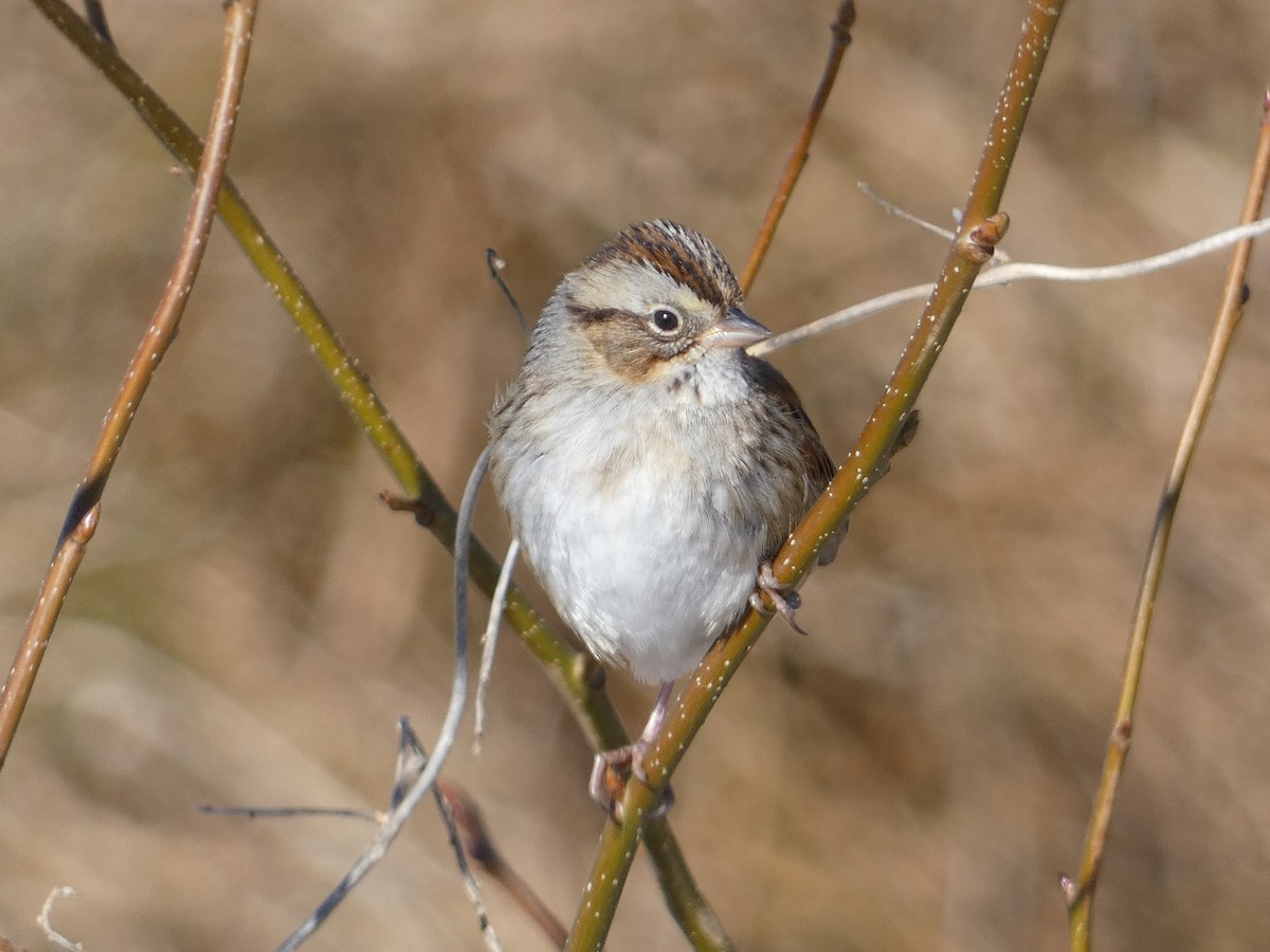 Swamp Sparrow - ML615520273