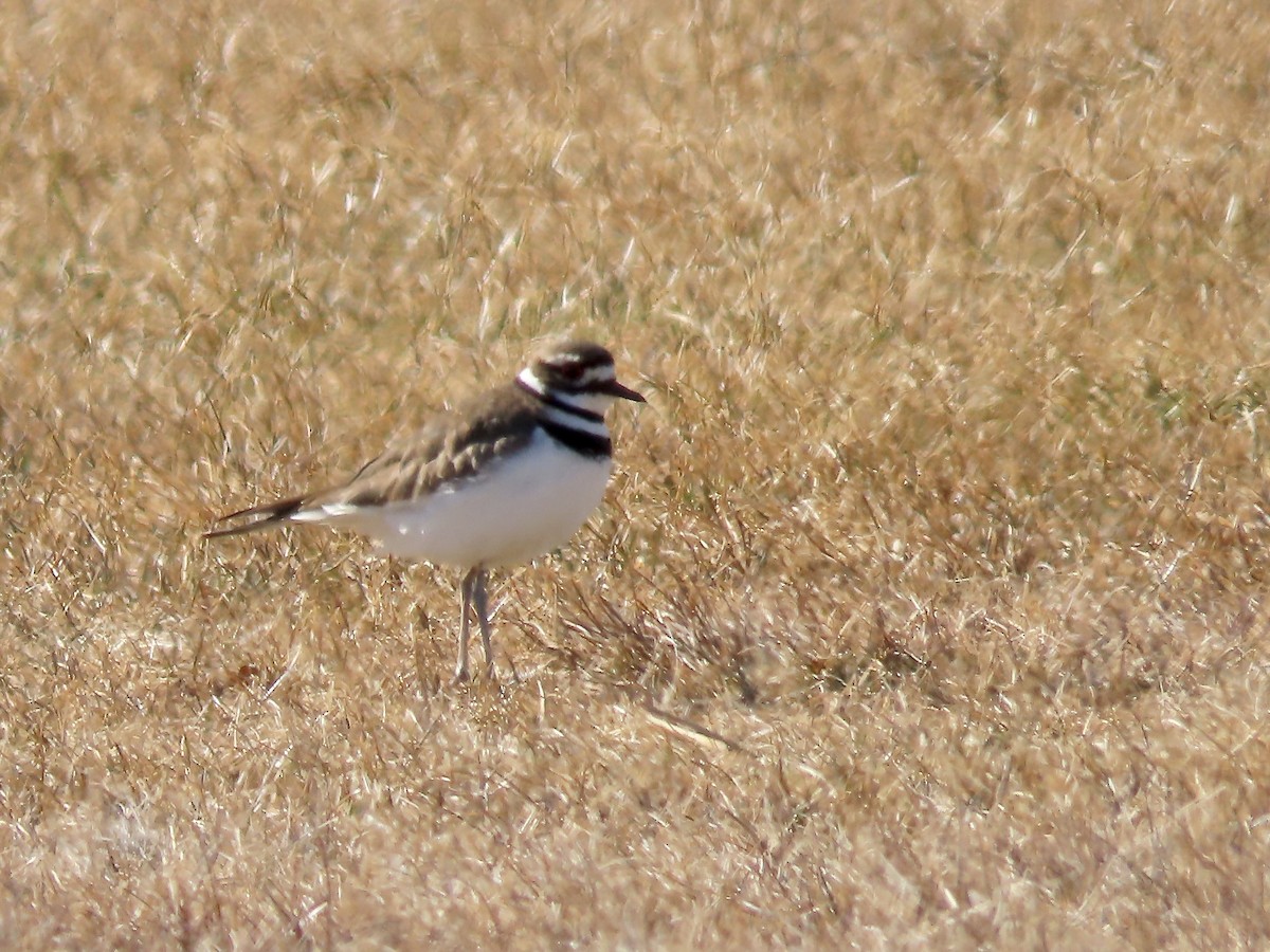 Killdeer - Marjorie Watson