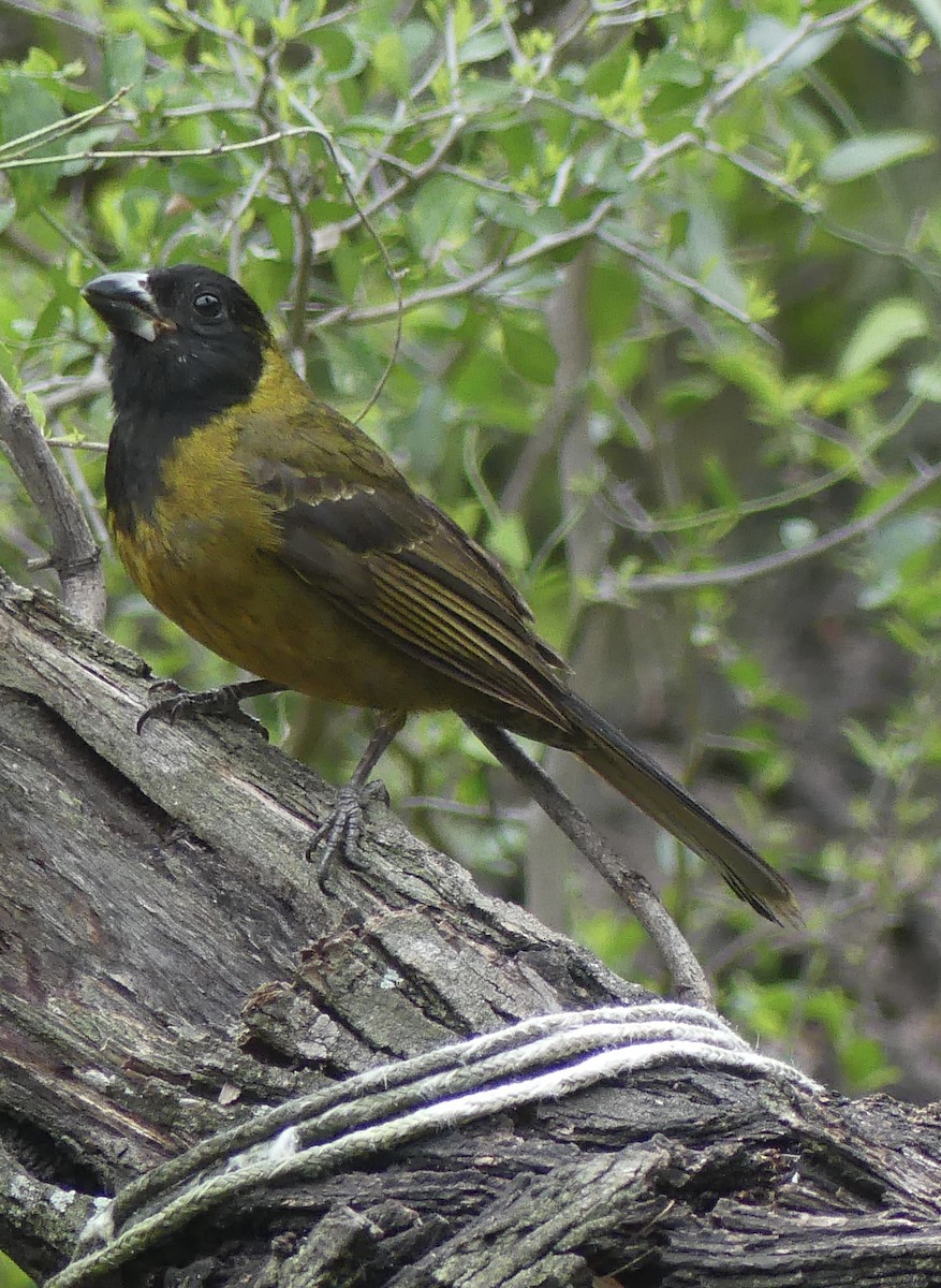 Crimson-collared Grosbeak - ML615520289