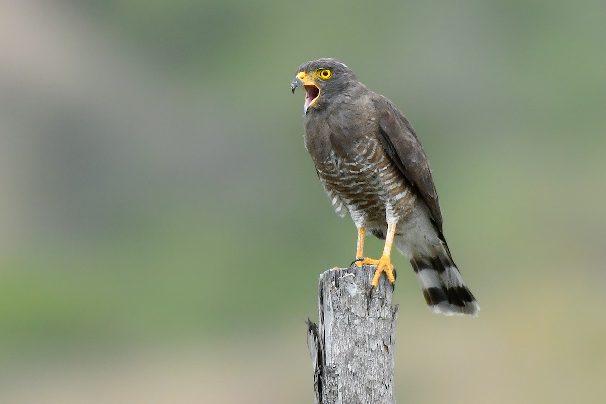 Roadside Hawk - ML615520321