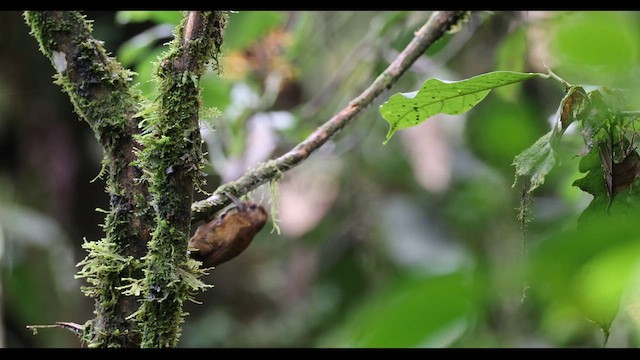 Smoky-brown Woodpecker - ML615520338