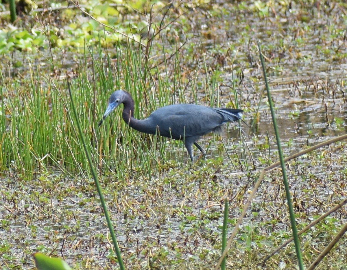 Little Blue Heron - ML615520366