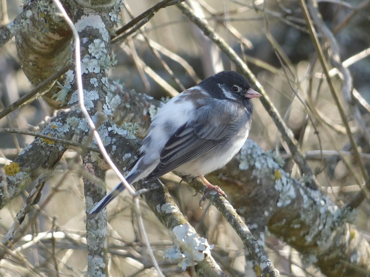 Dark-eyed Junco - ML615520368