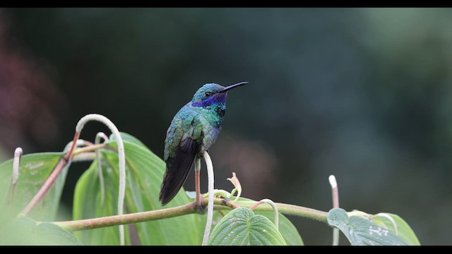 fiolørekolibri - ML615520395