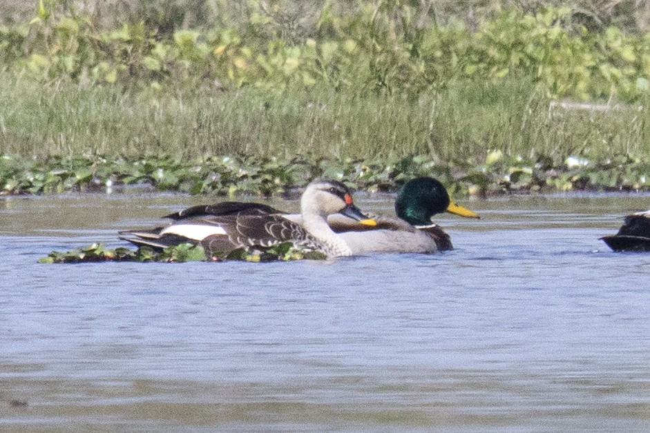 Indian Spot-billed Duck - ML615520437