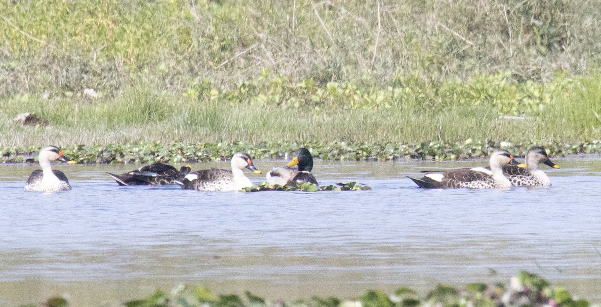Indian Spot-billed Duck - ML615520438