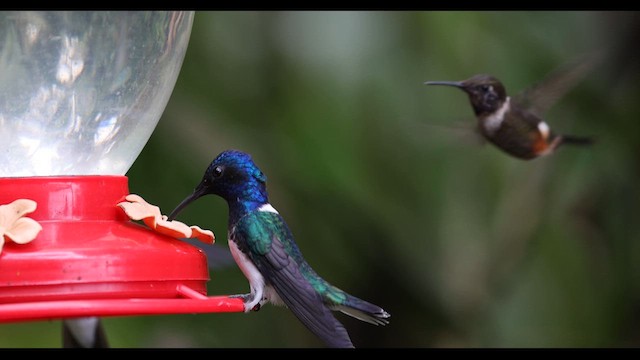 Colibrí Nuquiblanco - ML615520454