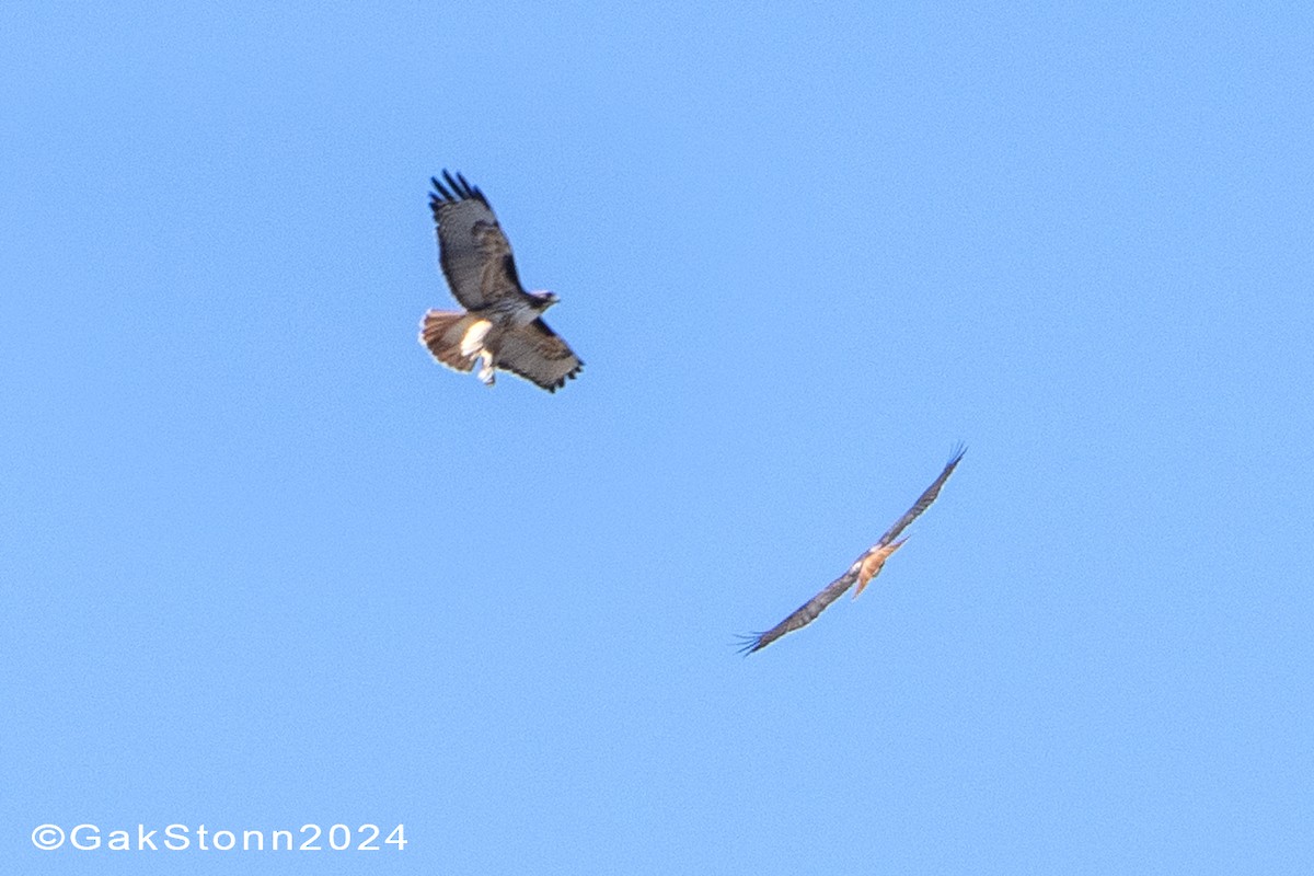 Red-tailed Hawk (calurus/alascensis) - ML615520498