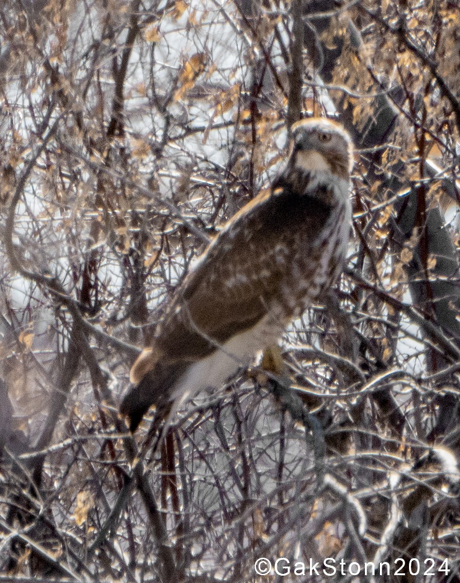 Red-tailed Hawk (calurus/alascensis) - ML615520499