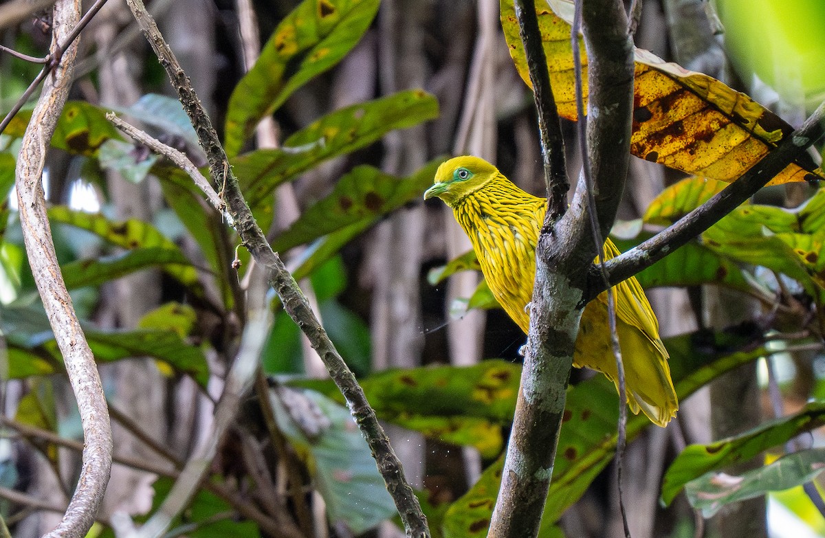 Golden Dove - Forest Botial-Jarvis