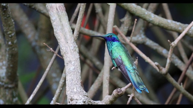 Colibrí Rutilante - ML615520509