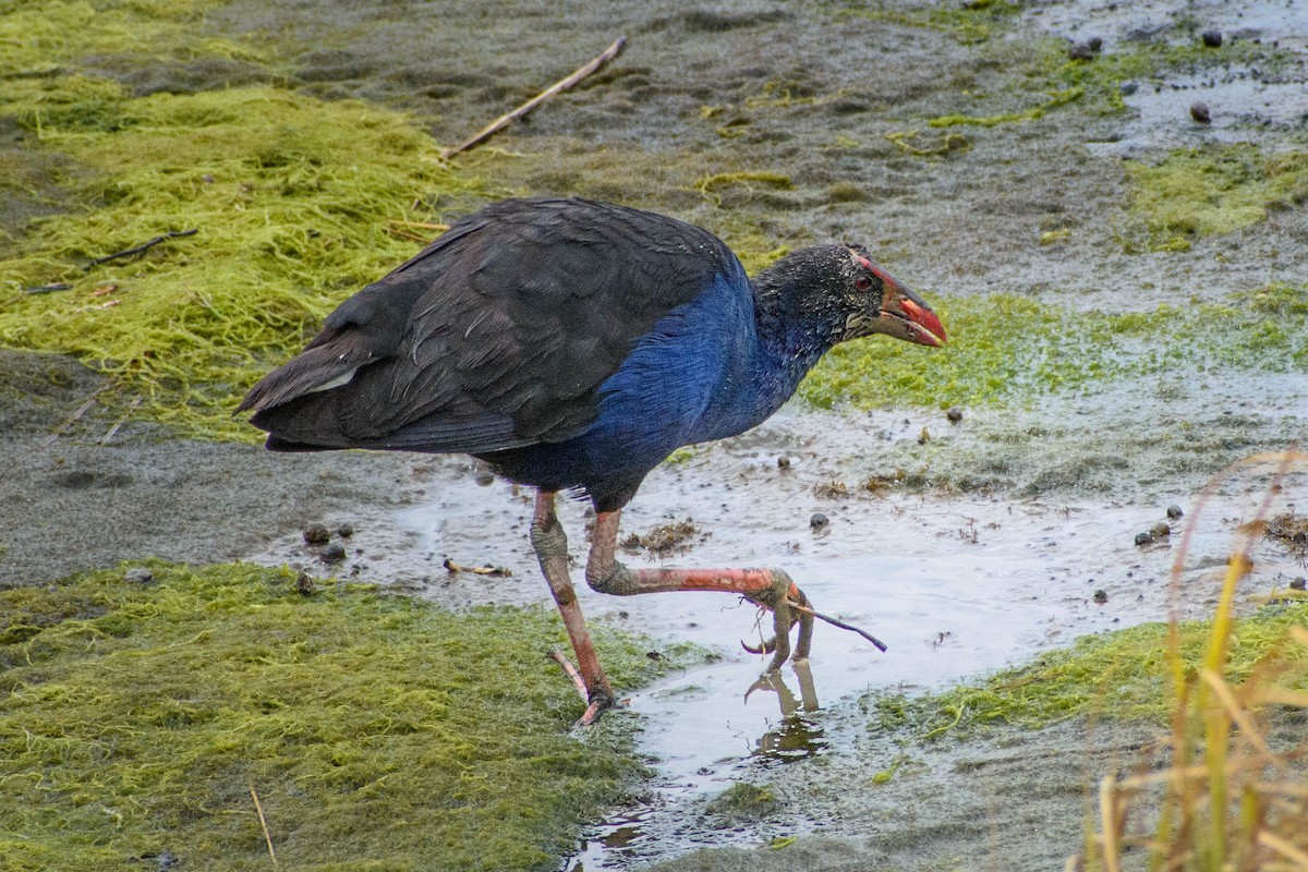 Australasian Swamphen - Dannie Armstrong