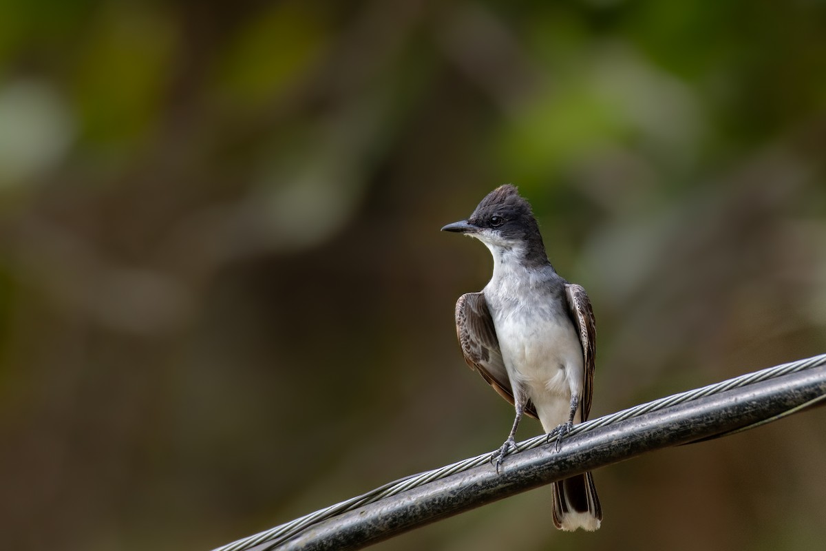 Eastern Kingbird - ML615520524