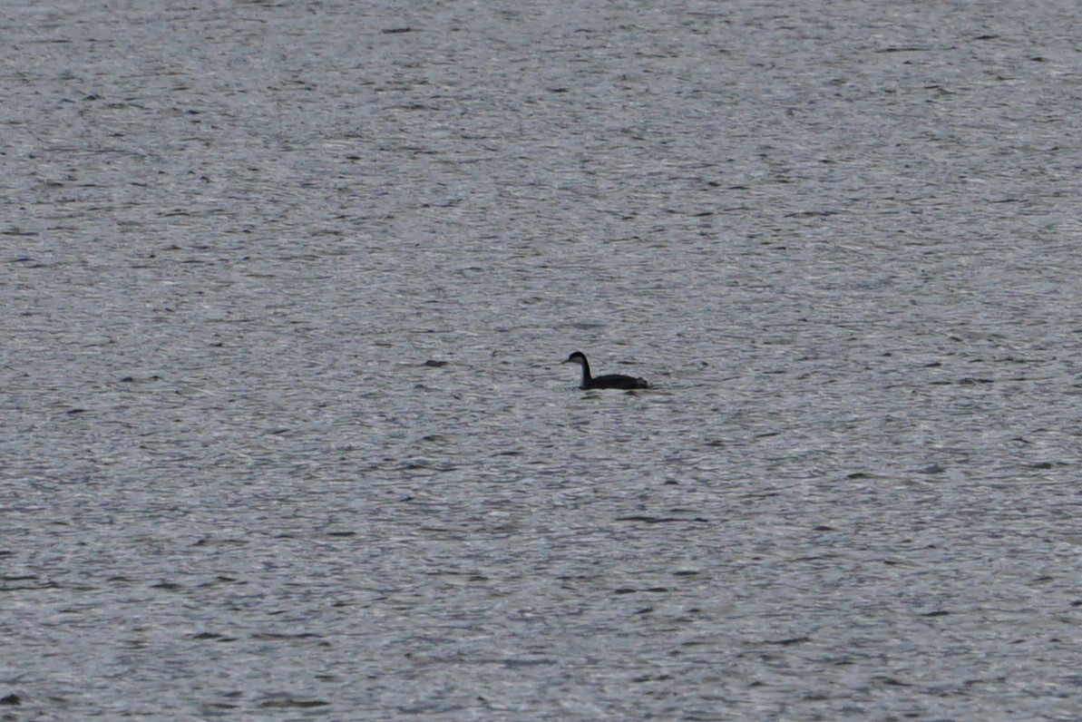 Western Grebe - ML615520552