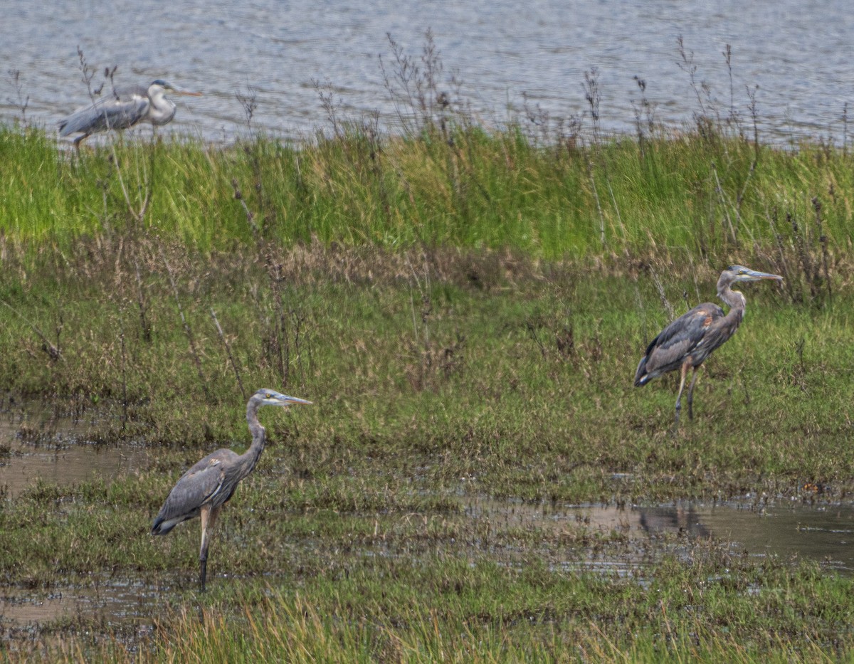 Great Blue Heron - ML615520686