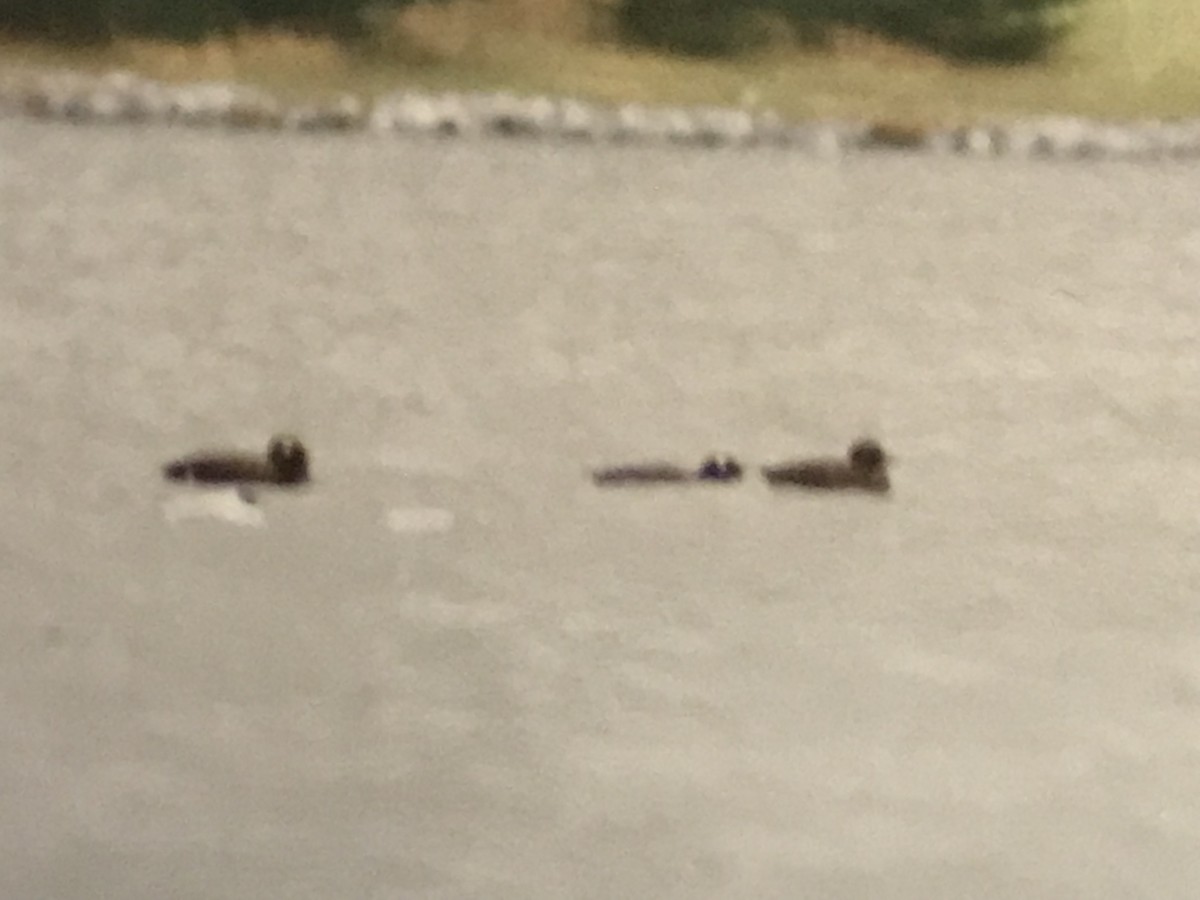 White-winged Scoter - Jason Horn