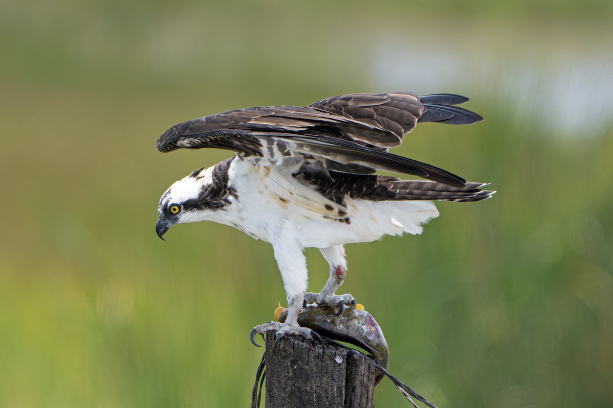 Águila Pescadora - ML615520697