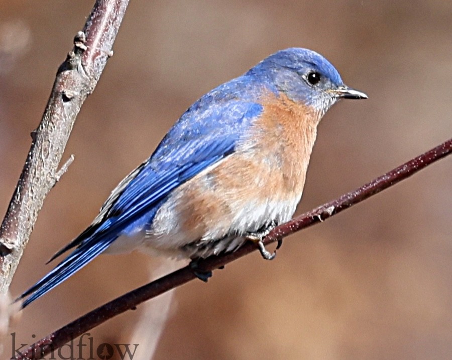 Eastern Bluebird - ML615520710