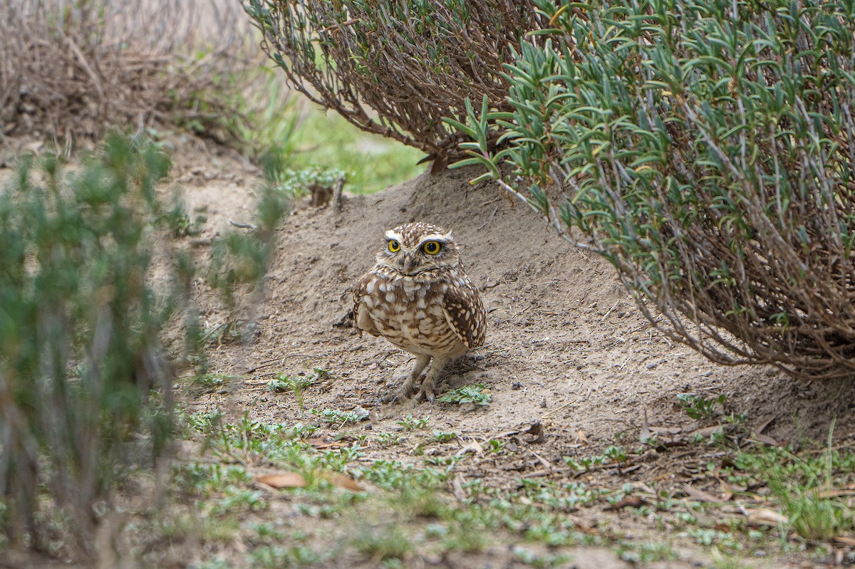 Burrowing Owl - ML615520712