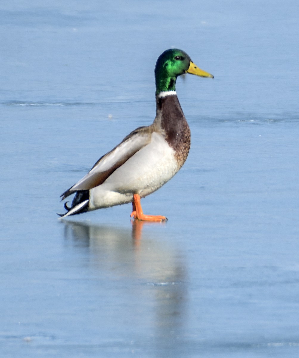 Mallard - Ken  Czworka