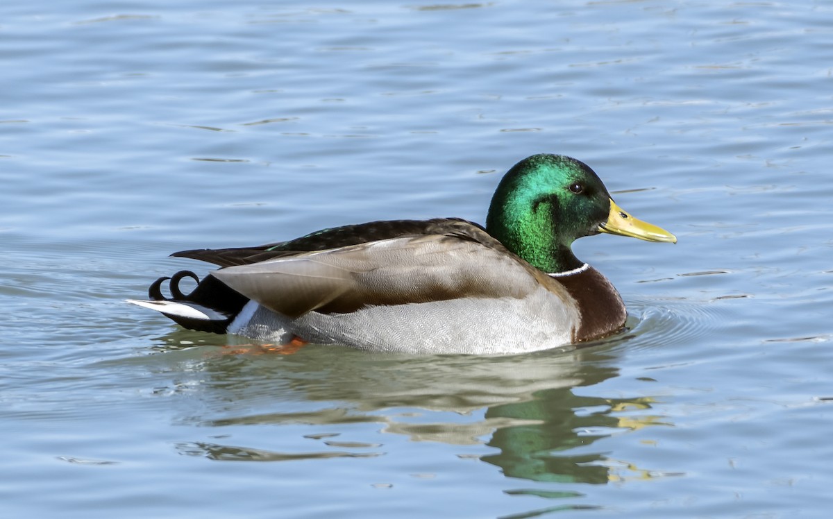 Mallard - Ken  Czworka