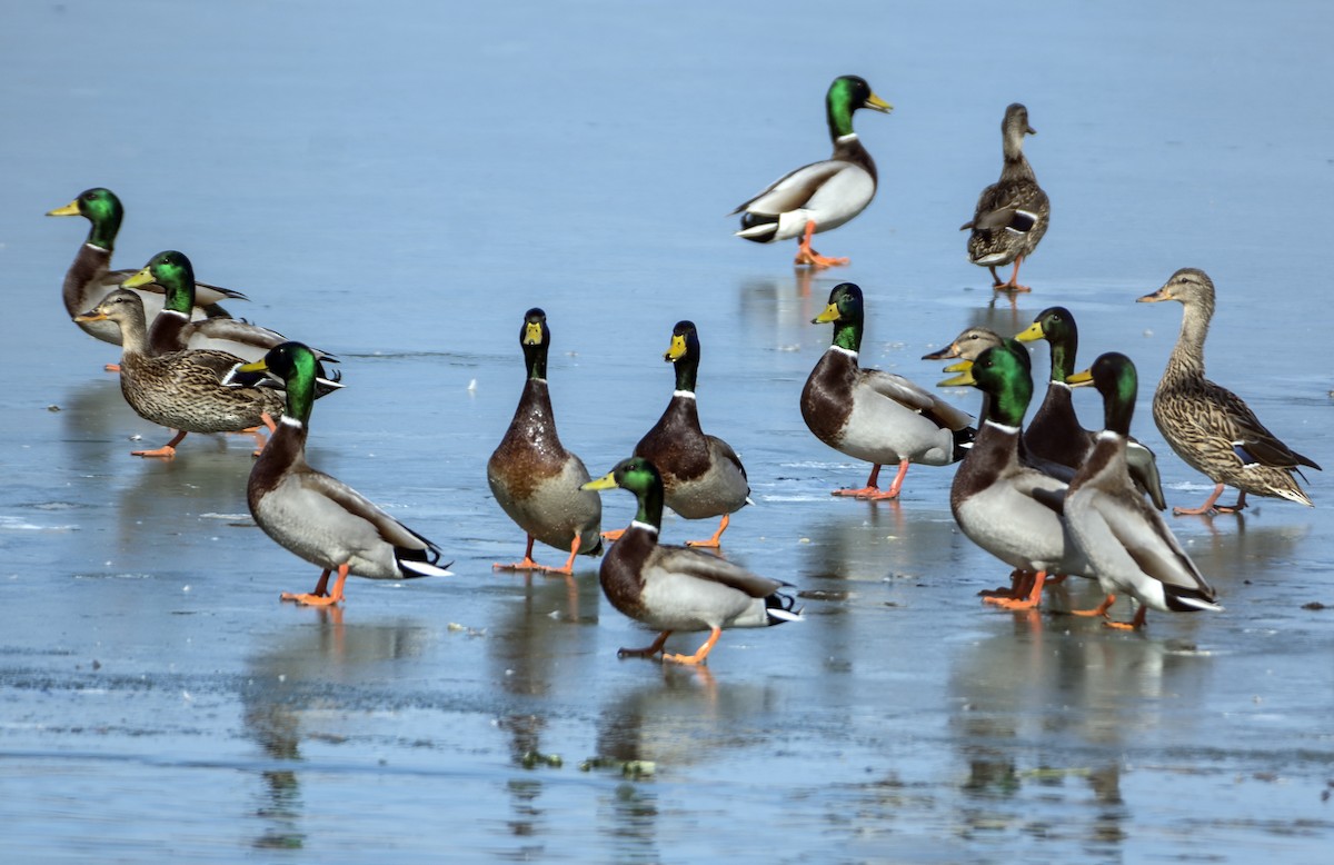 Mallard - Ken  Czworka