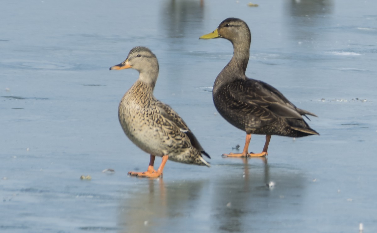 American Black Duck - ML615520732