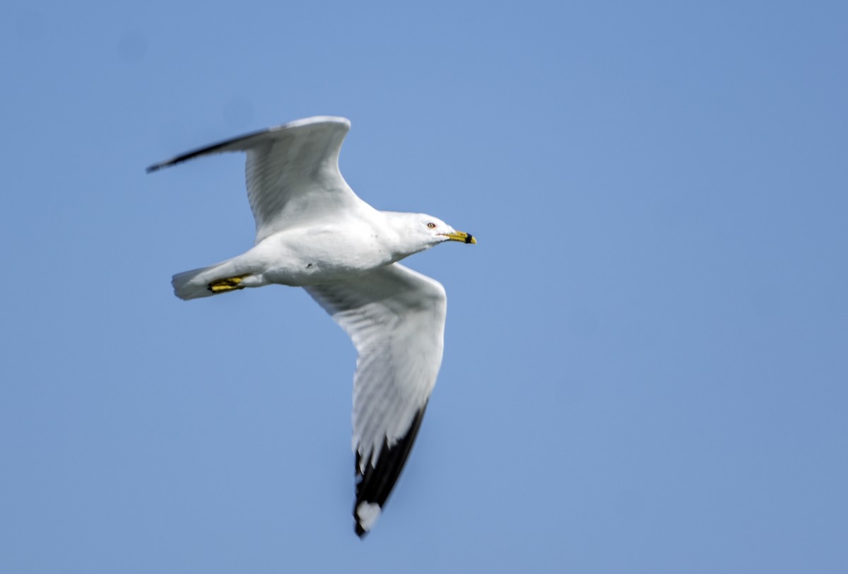 Ring-billed Gull - ML615520752