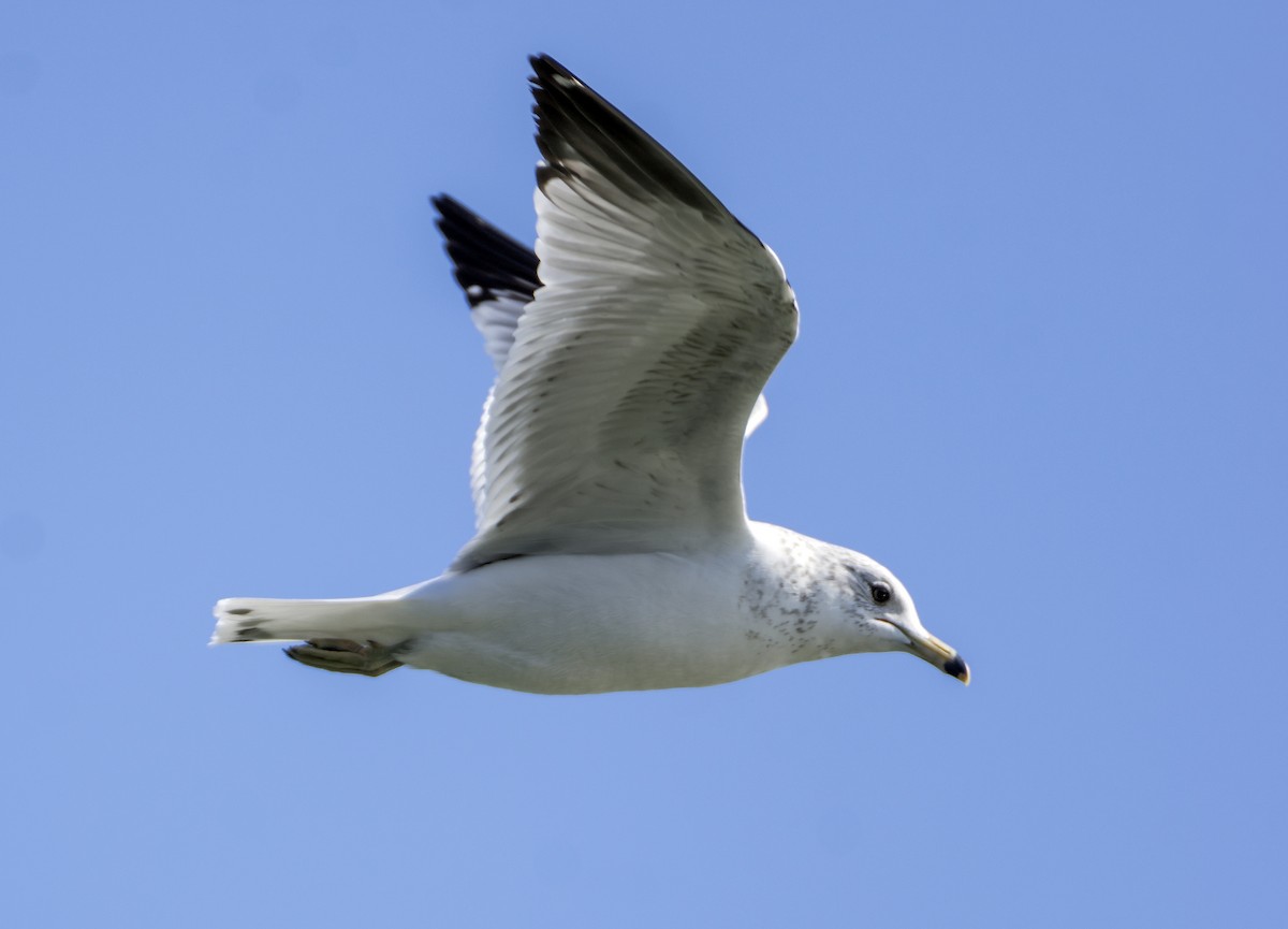 Ring-billed Gull - ML615520753