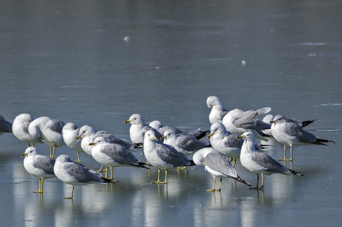 Ring-billed Gull - ML615520754