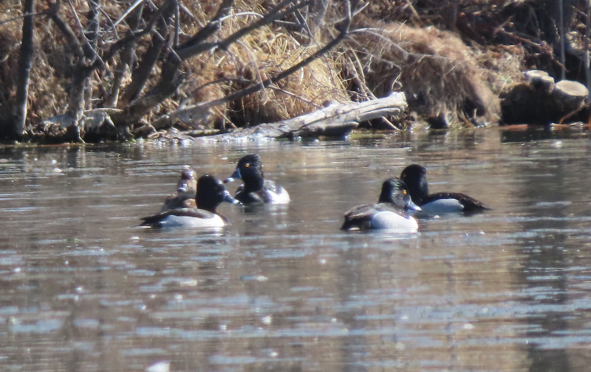 Ring-necked Duck - ML615520768