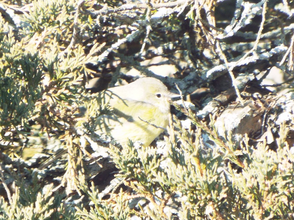 Orange-crowned Warbler (Gray-headed) - ML615520772