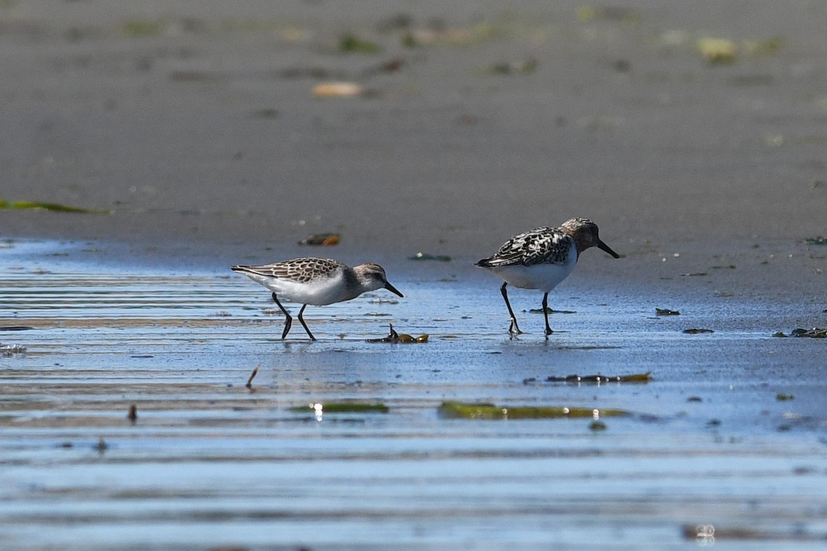 Semipalmated Sandpiper - ML615520784