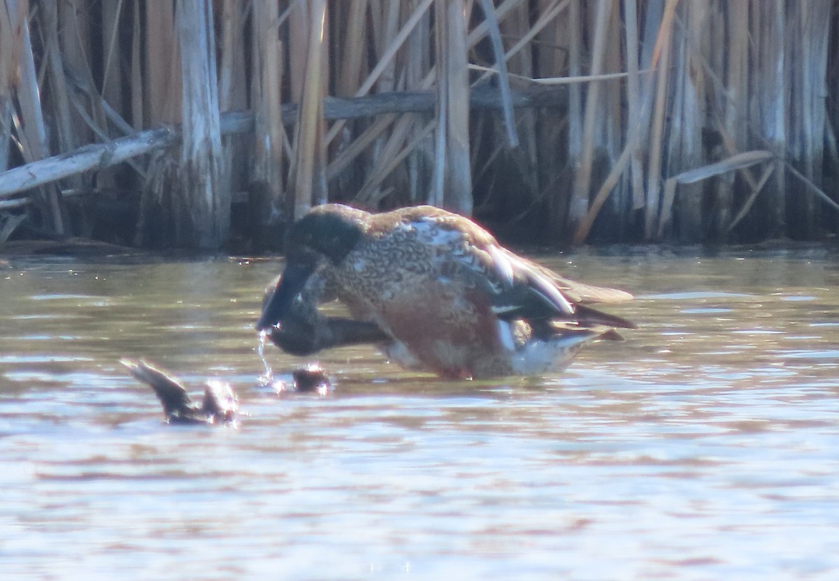 Northern Shoveler - ML615520797