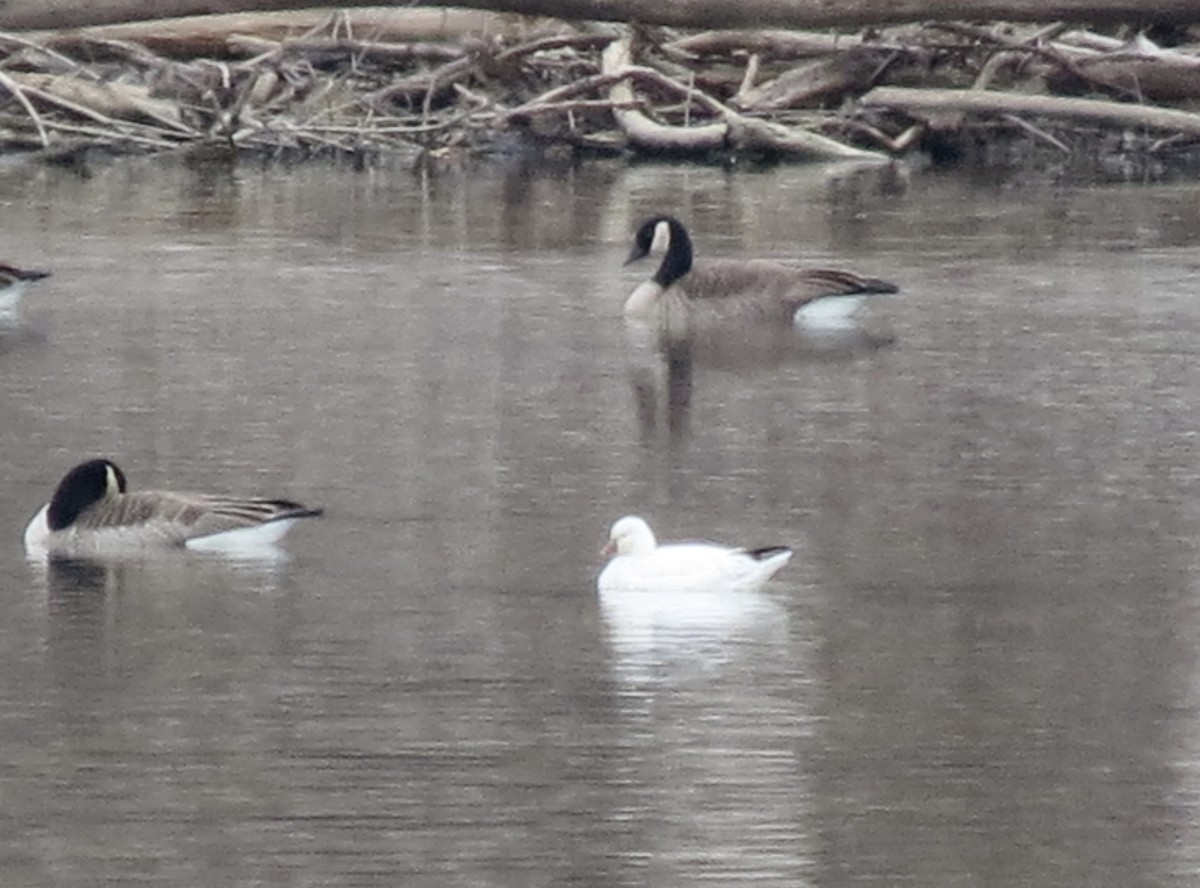 Ross's Goose - ML615520837