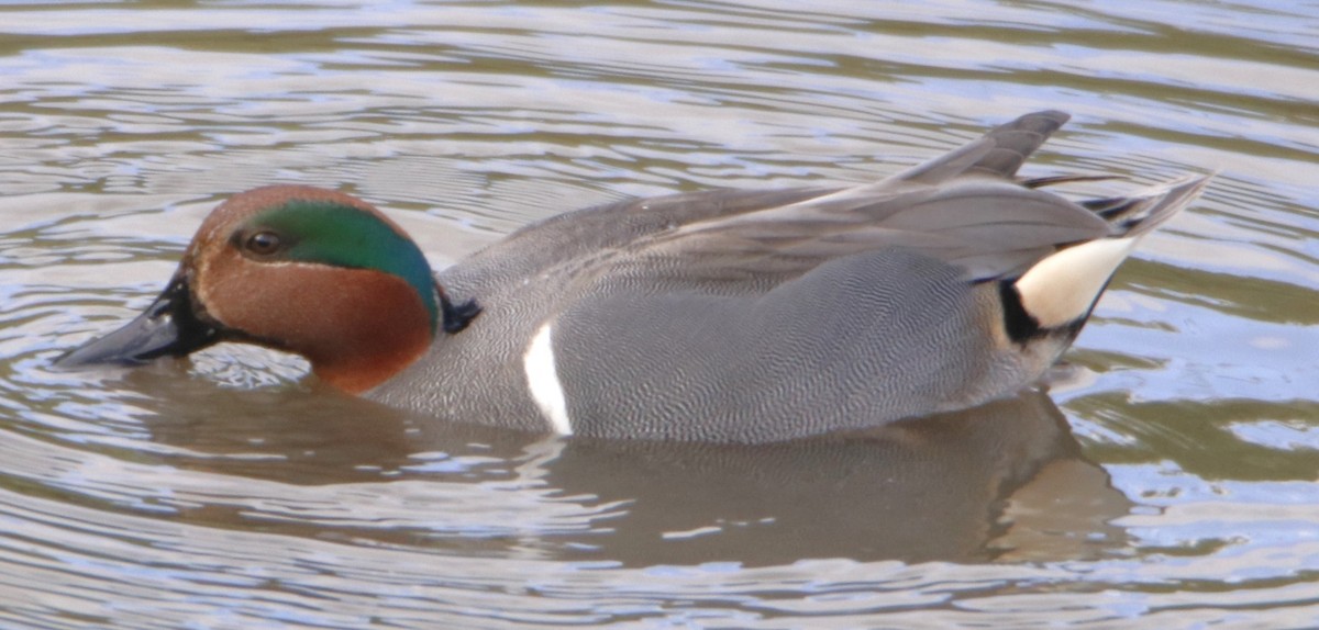 Green-winged Teal - ML615520851