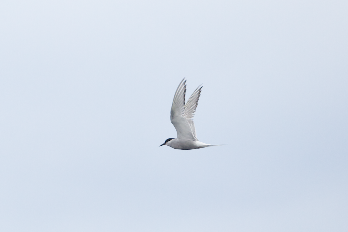 Arctic Tern - ML615520863