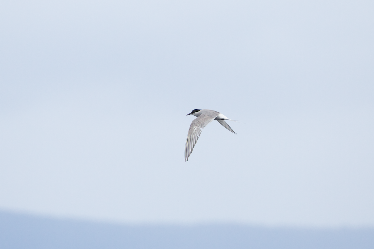 Arctic Tern - ML615520864