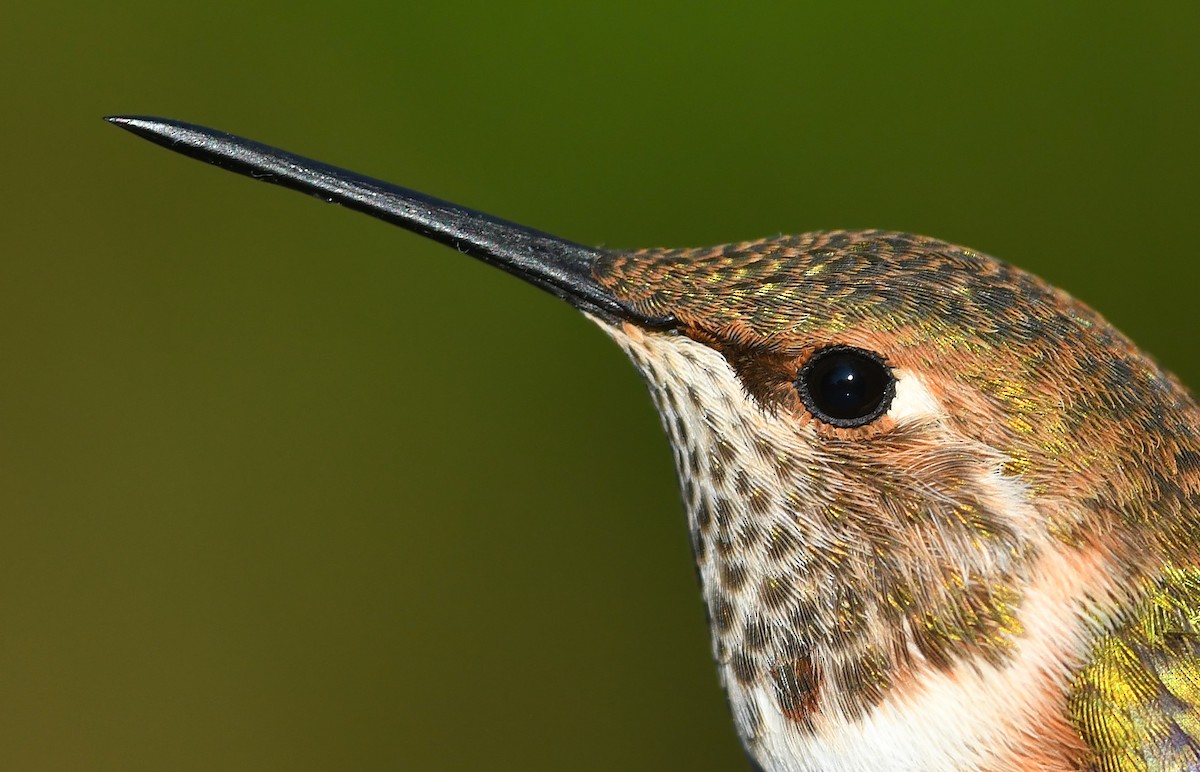 Rufous Hummingbird - ML615520906