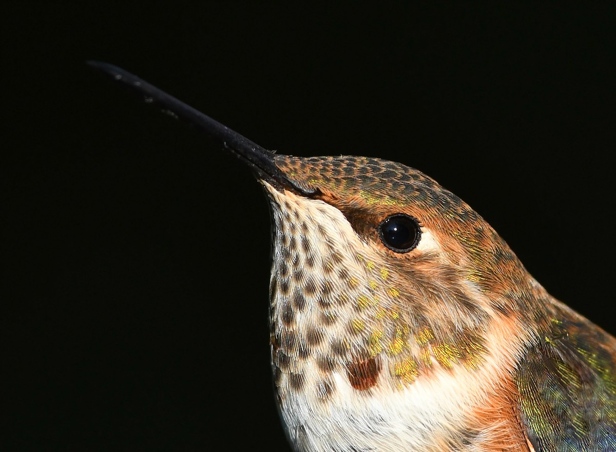Rufous Hummingbird - ML615520907