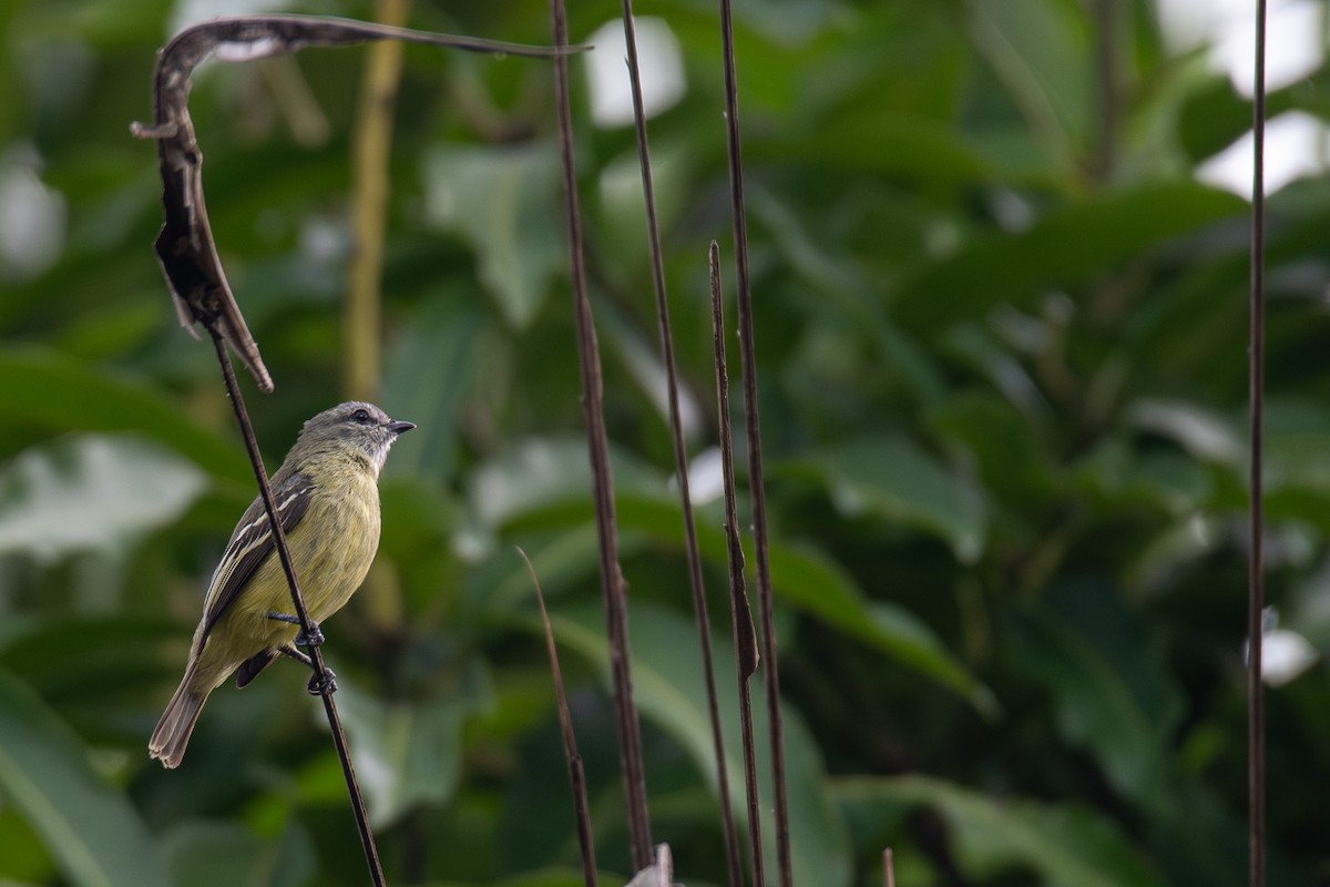 Yellow-crowned Tyrannulet - ML615520916